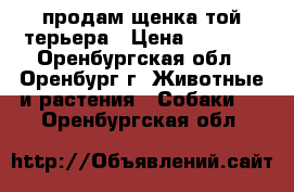 продам щенка той-терьера › Цена ­ 3 000 - Оренбургская обл., Оренбург г. Животные и растения » Собаки   . Оренбургская обл.